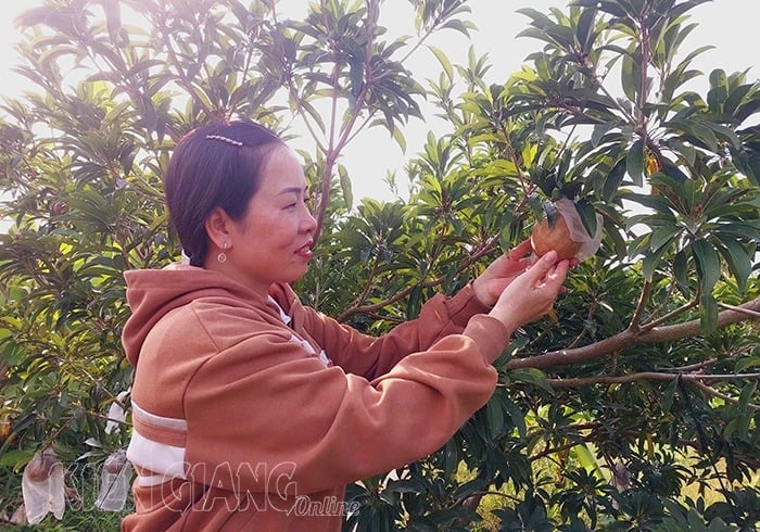 Loại cây ra quả đặc sản, trái to bự, xuất xứ từ Mehico này trồng thành công Kiên Giang, một nông dân trúng lớn - Ảnh 2.