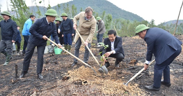 Quang Ninh s'efforce de planter près de 32 000 hectares de forêt d'ici 2025