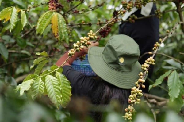 Coffee price forecast for tomorrow, February 4, 2025, is likely to decrease