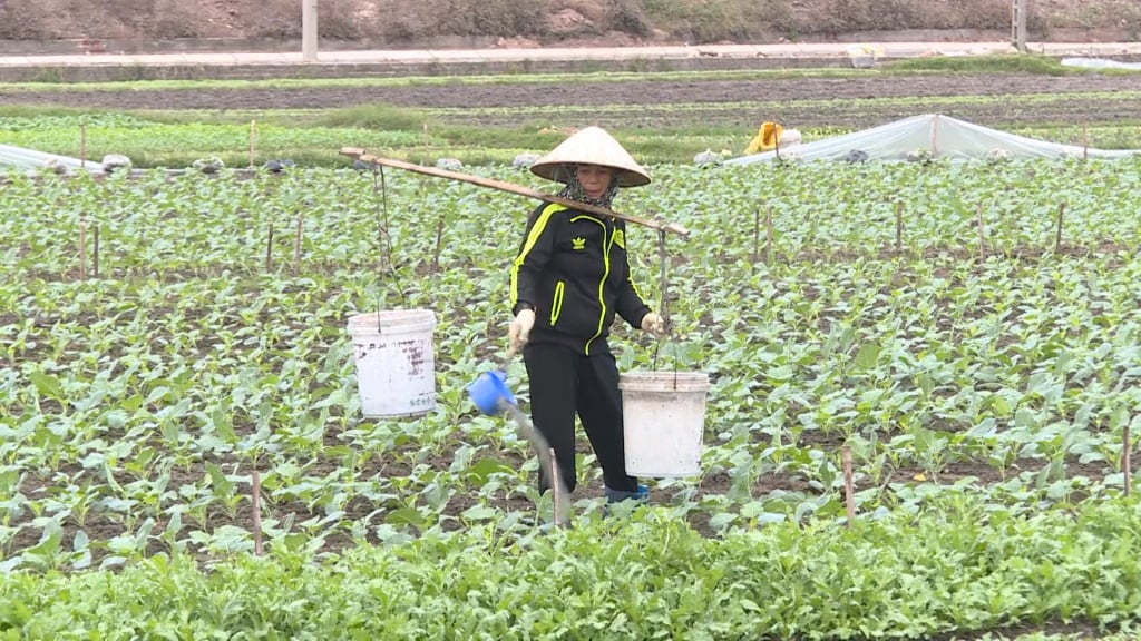 Los agricultores de la comuna de Tien An (ciudad de Quang Yen) aprovechan el tiempo para ir a los campos a cuidar las verduras para la cosecha de invierno-primavera de 2025.