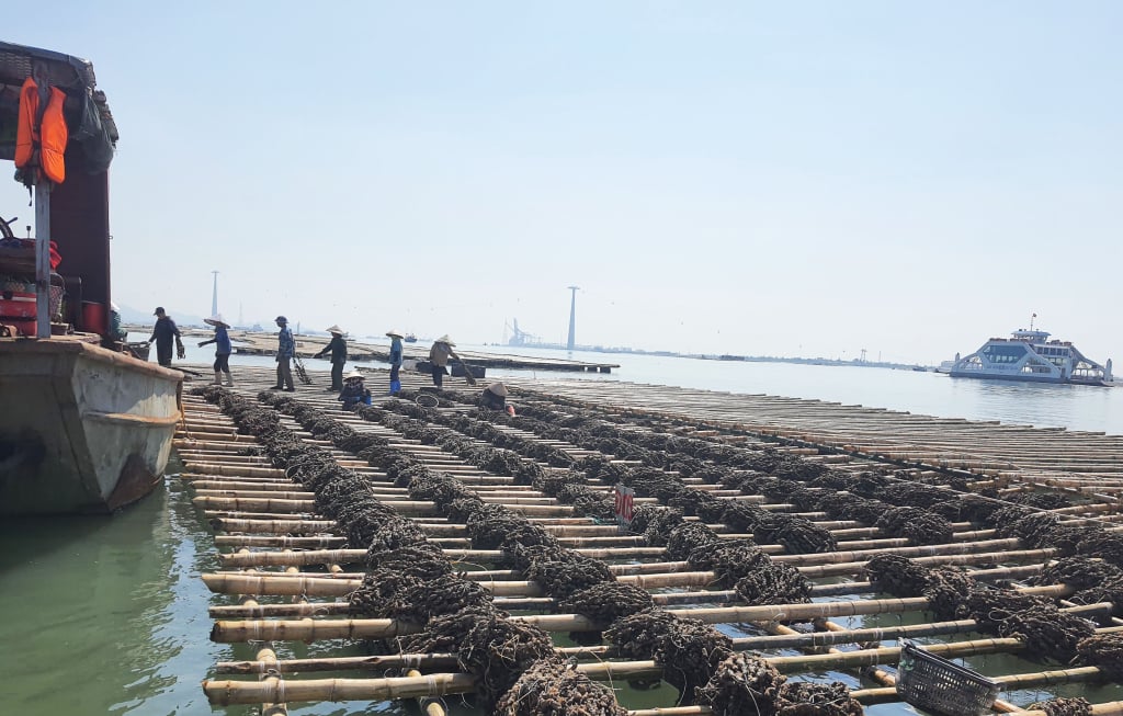 El quinto día del primer mes lunar, los agricultores de la comuna de Lien Vi, ciudad de Quang Yen, comenzaron a criar y cuidar ostras de estuario recién importadas, listas para la nueva temporada de cultivo.