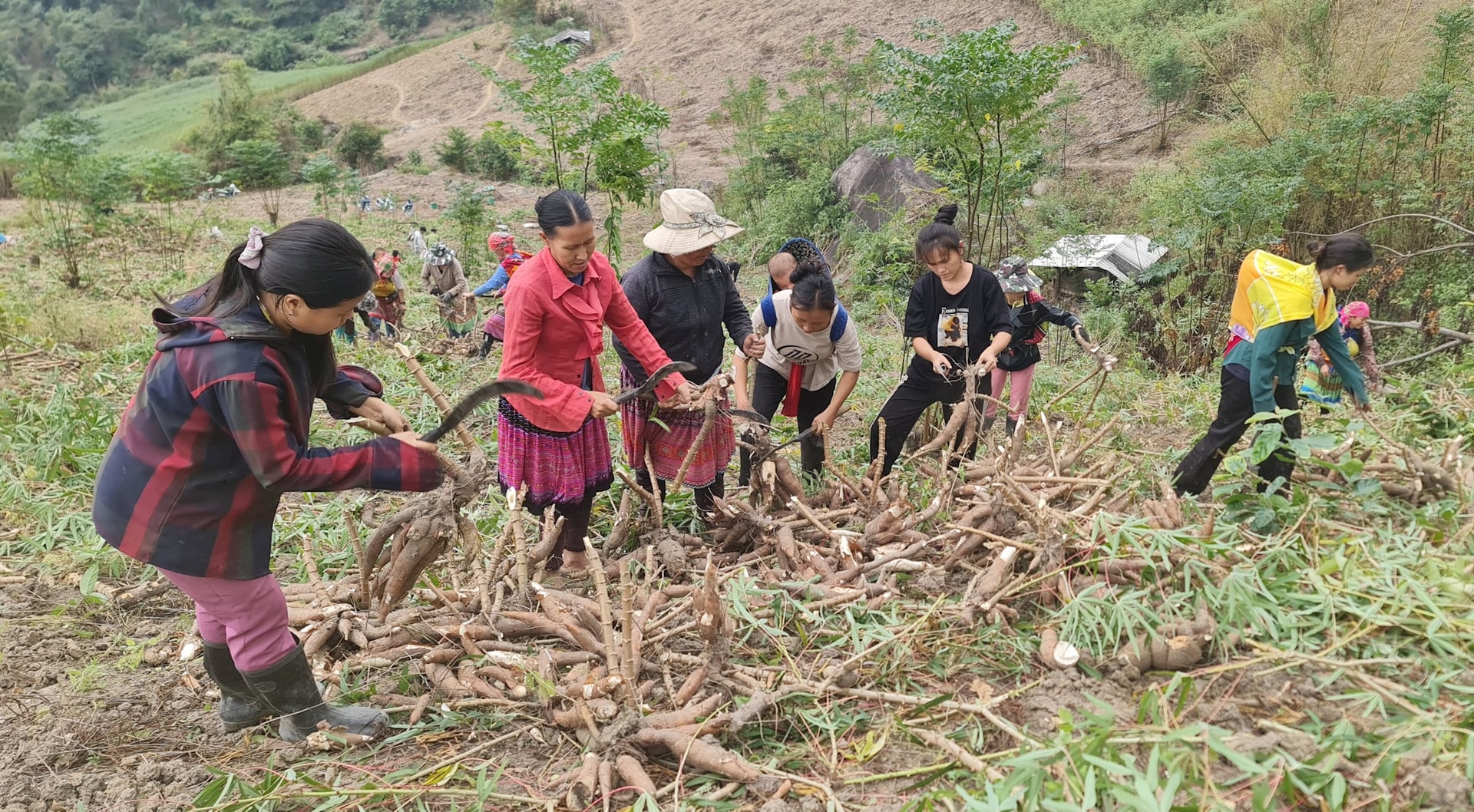 Thu hoạch sắn