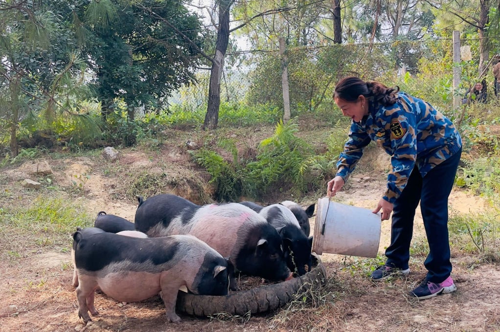 La Sra. Nguyen Thi Loan, directora de la Cooperativa Agrícola Orgánica An Loc (comuna de Quang Nghia, ciudad de Mong Cai), cuida a los cerdos progenitores de Mong Cai para multiplicar la manada en 2025.