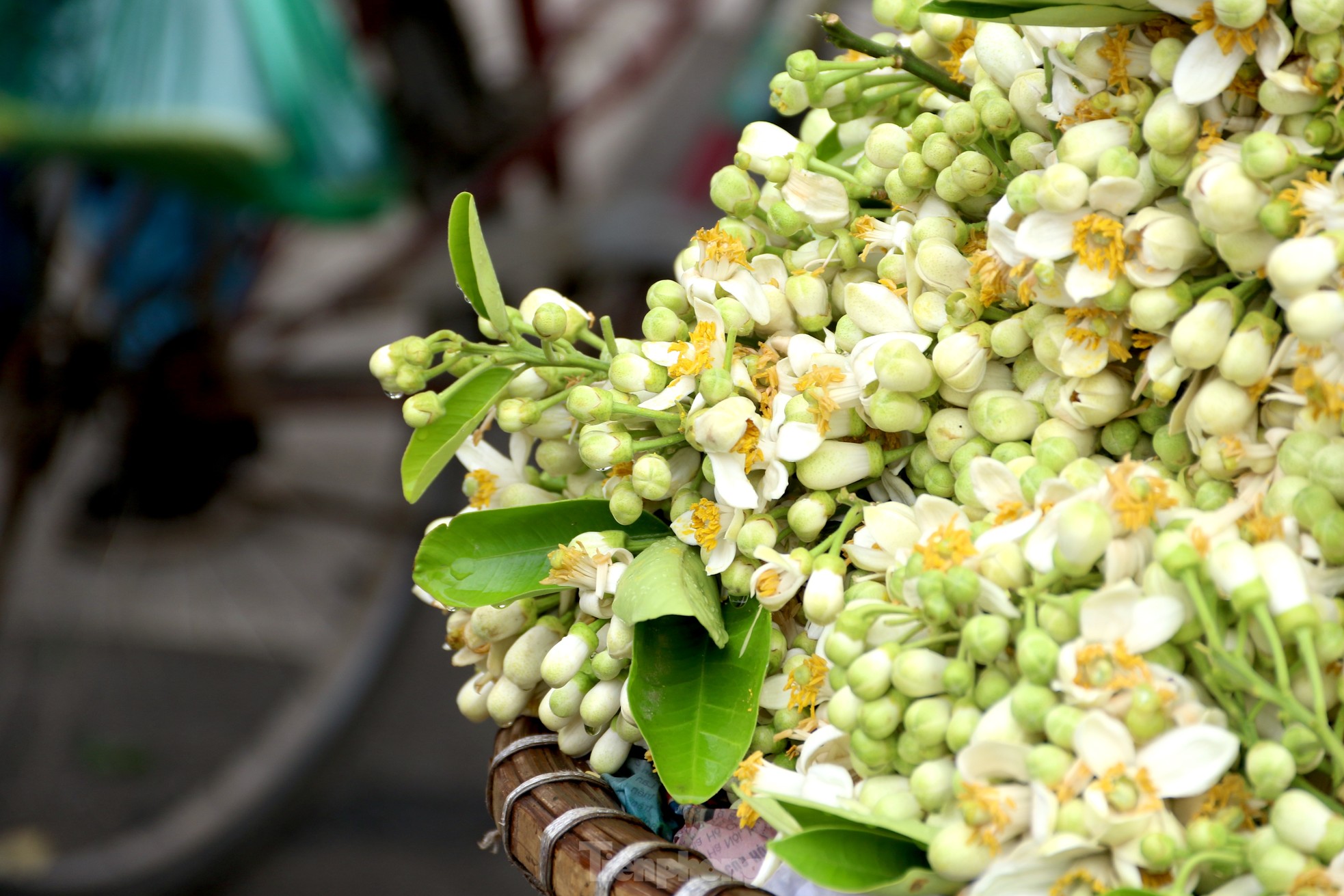 Hoa bưởi đầu mùa nửa triệu đồng/kg nhưng vẫn đắt khách ảnh 6