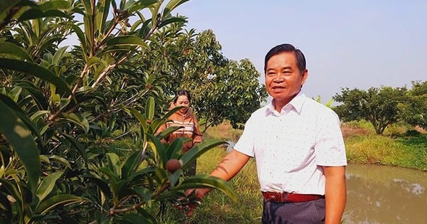 Sapodilla, a specialty fruit tree with large fruit, originating from Mexico, successfully grown by a billionaire in Kien Giang