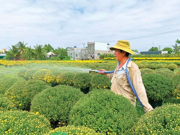 Người trồng hoa kiểng tính toán “đầu ra” cho hoa ngay từ khi còn trên đồng ruộng.