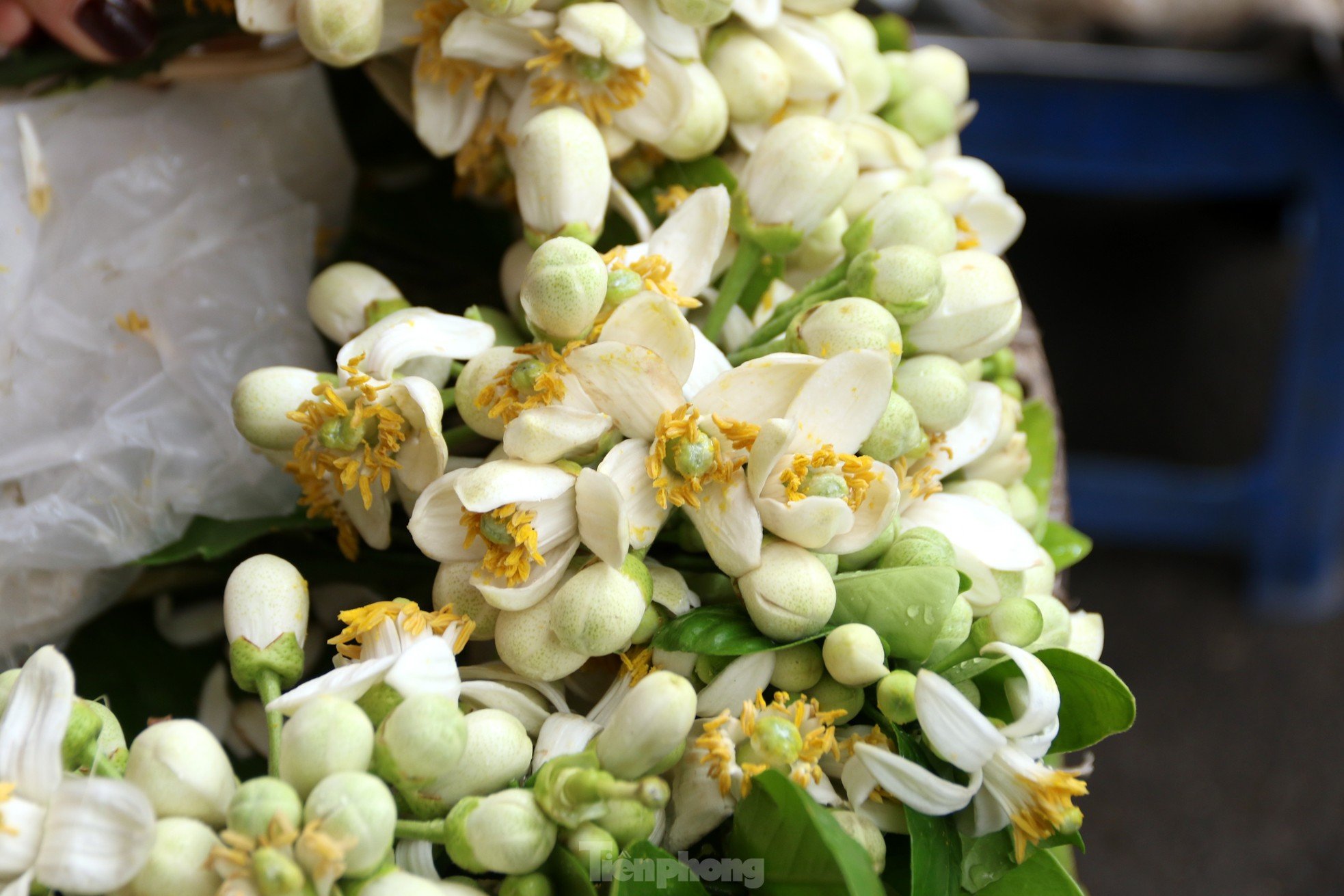 Les fleurs de pamplemousse de début de saison coûtent un demi-million de VND/kg mais sont toujours très demandées