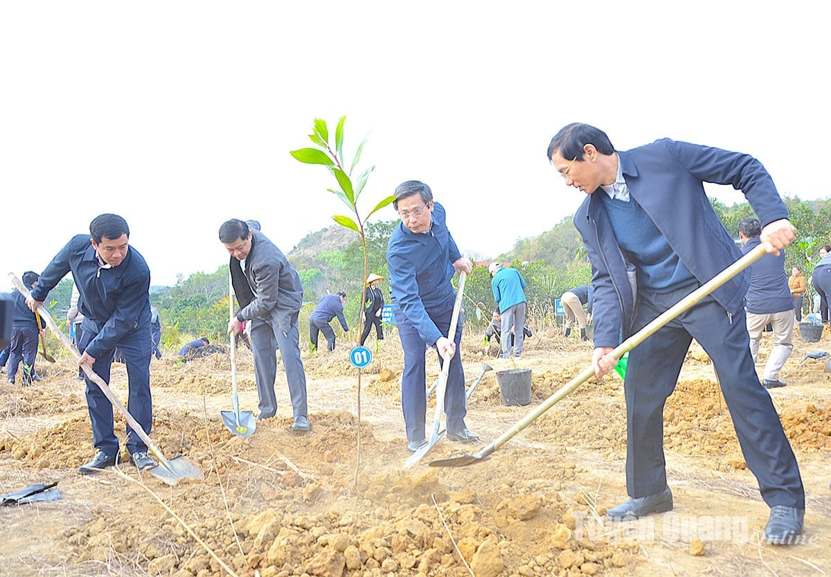 La ciudad de Tuyen Quang plantó 1.750 árboles de acacia híbridos de cultivo de tejidos en el Festival de Plantación de Árboles para recordar por siempre al tío Ho.