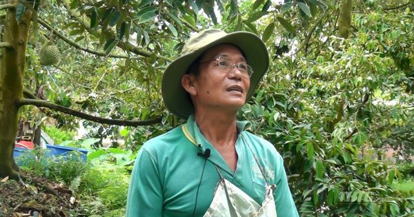 How does a farmer in Tien Giang intercrop durian with guava trees so that every time there is fruit, he makes billions?