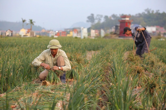 Nông dân Hải Dương rộn ràng xuống đồng đầu năm mới - 6