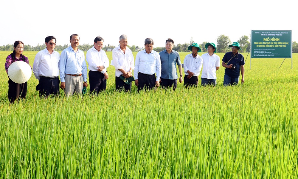 Tra Vinh aims for green agricultural production area