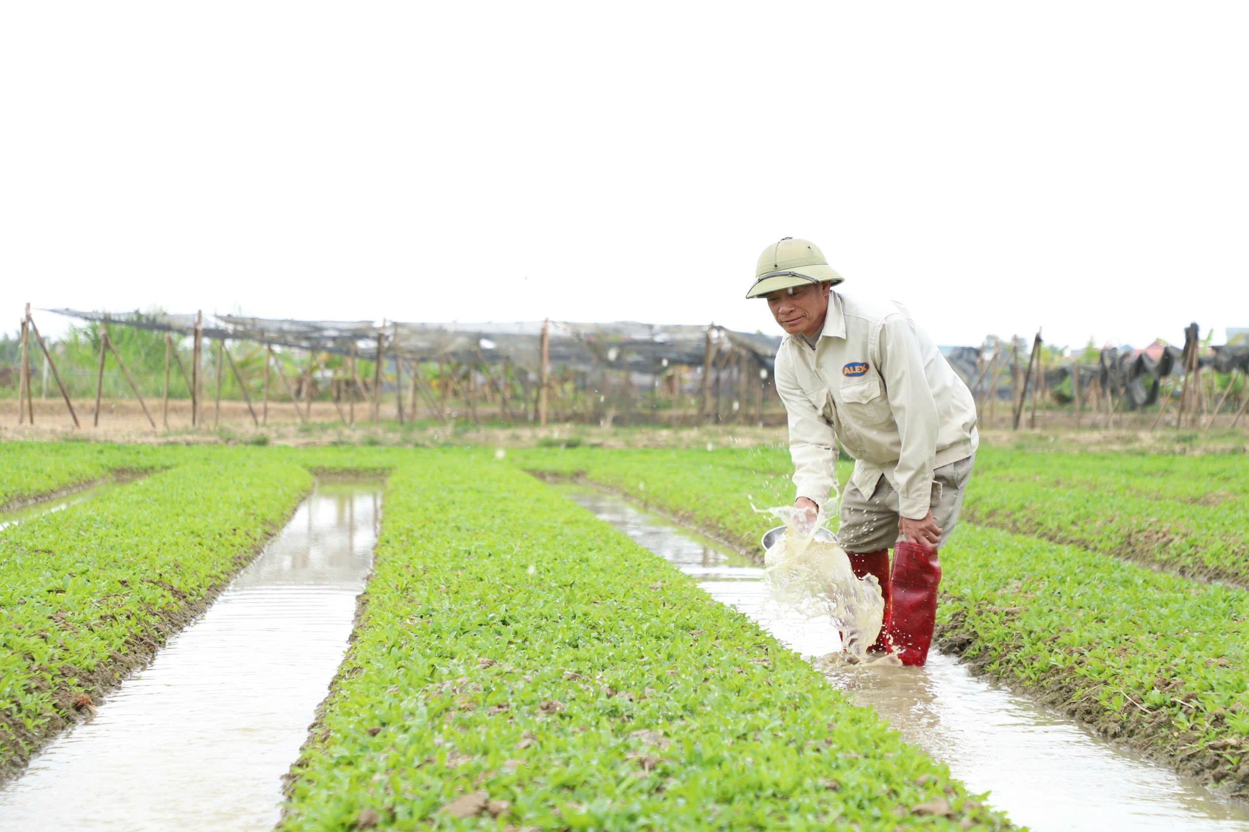 Les agriculteurs de Hai Duong s'empressent d'aller aux champs au début de la nouvelle année.