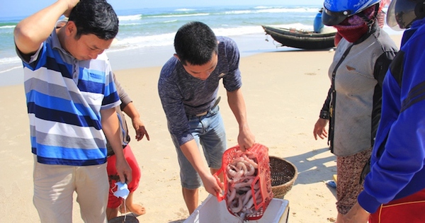 Catfish, a delicious fish rich in protein, cooked in soup as sweet as MSG, Quang Tri people catch and sell it to make a lot of money