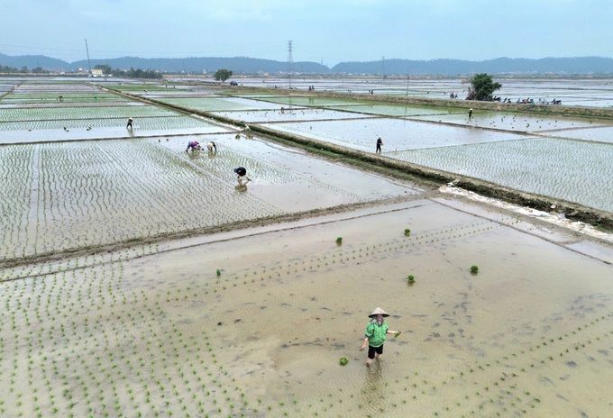 Nông dân Hải Dương rộn ràng xuống đồng đầu năm mới - 2