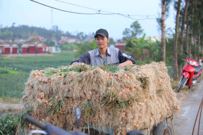 Nông dân Hải Dương rộn ràng xuống đồng đầu năm mới - 7