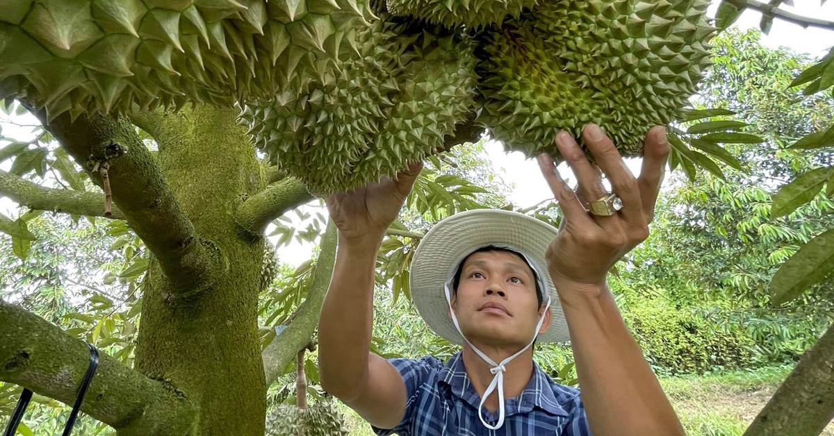 Nhiều xe sầu riêng đã xuất khẩu sang Trung Quốc bình thường