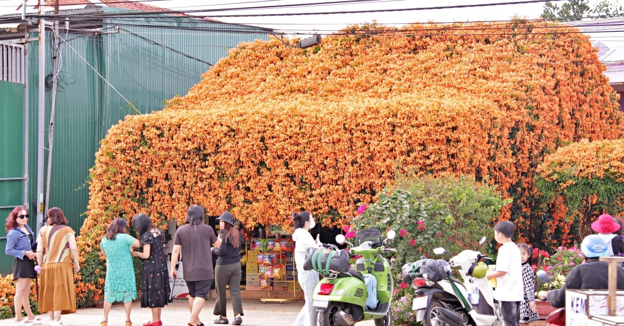 House covered with flowers in Lam Dong, everyone passing by wants to stop and take 'virtual life' photos