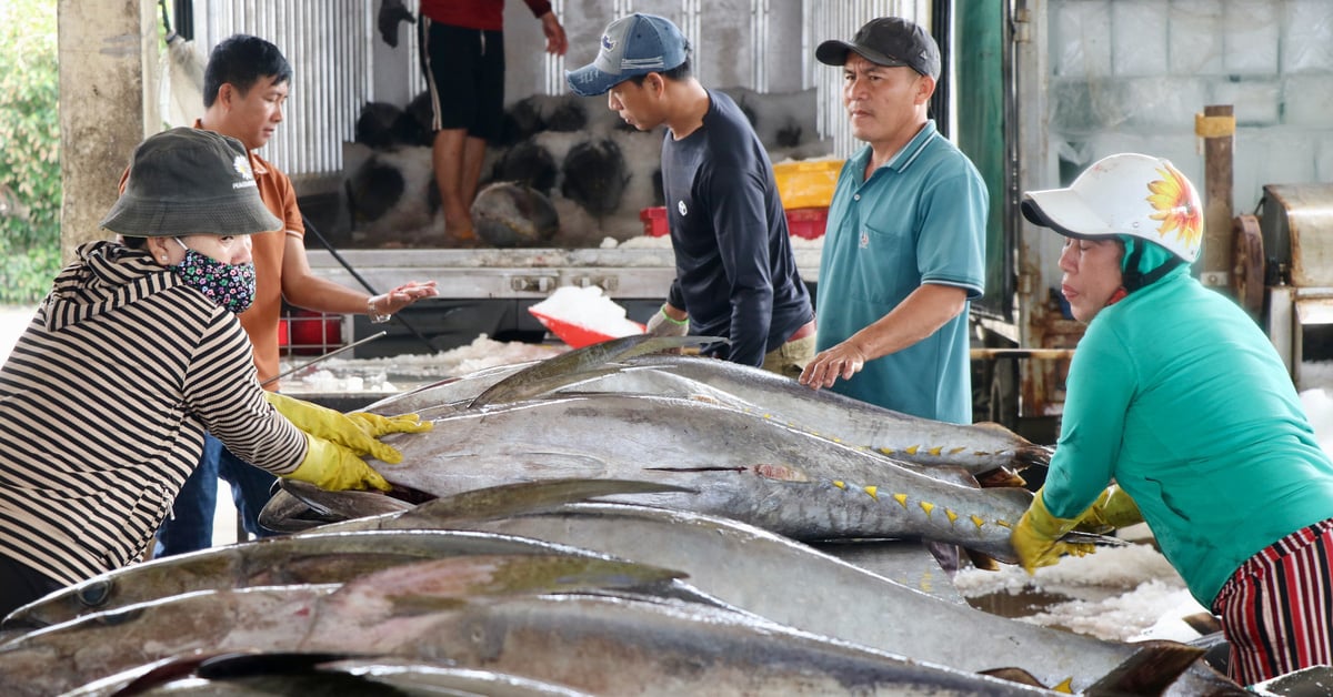 Phu Yen-Fischer haben nach einer Reise durch Tet eine gute Thunfischsaison