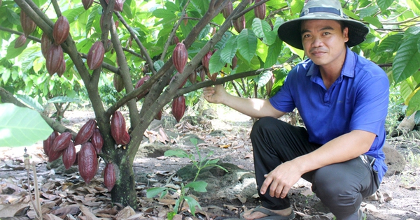 Cây ca cao ra quả trên thân, nông dân Đồng Nai lãi ròng tiền tỷ/ha, cây thấp tè ra trái quá trời