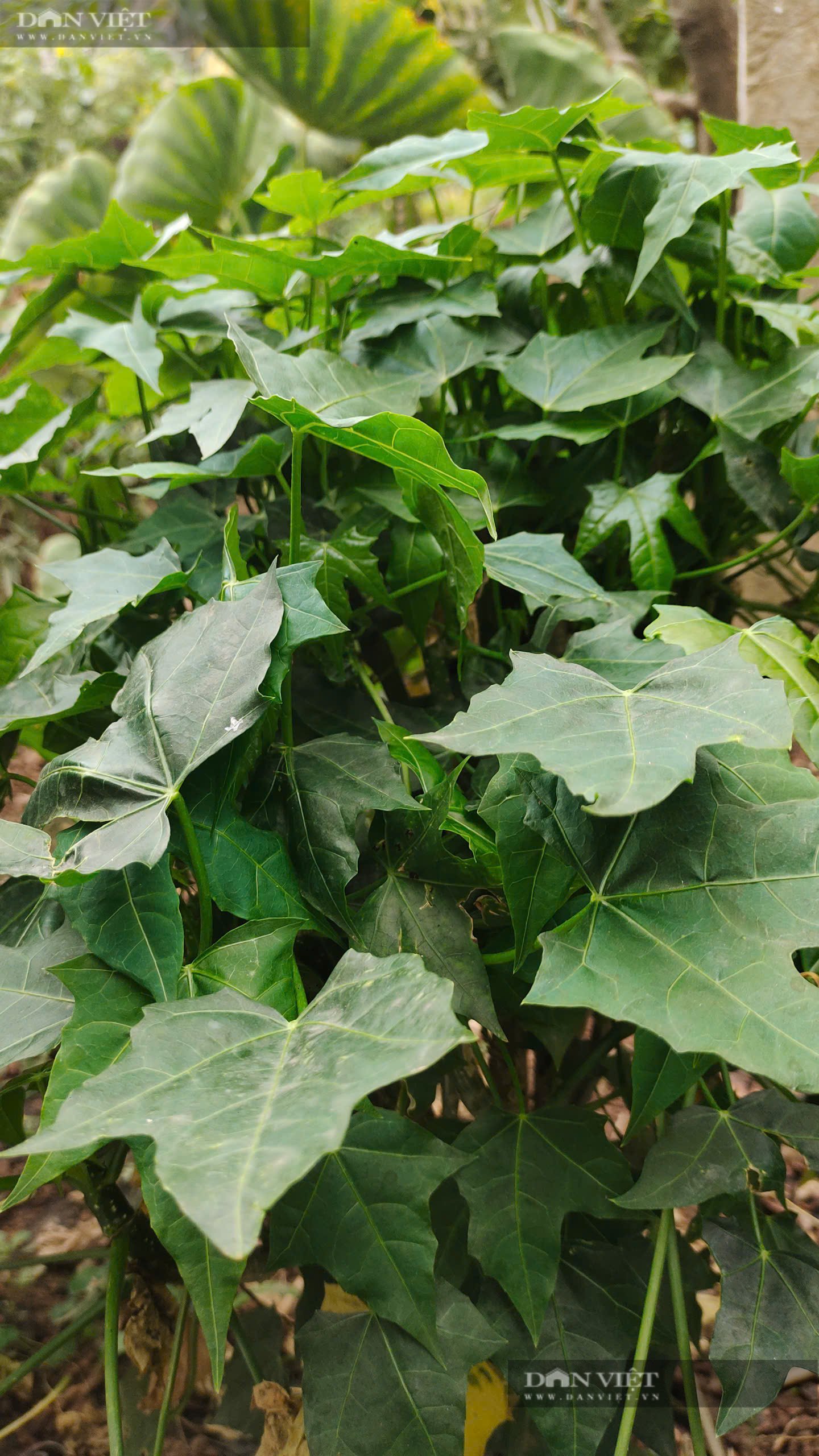 Loại rau lạ cắm tạm xuống đất cũng sống, cả năm không bị sâu bọ, xào tỏi, ăn sống đều giòn ngọt - Ảnh 3.