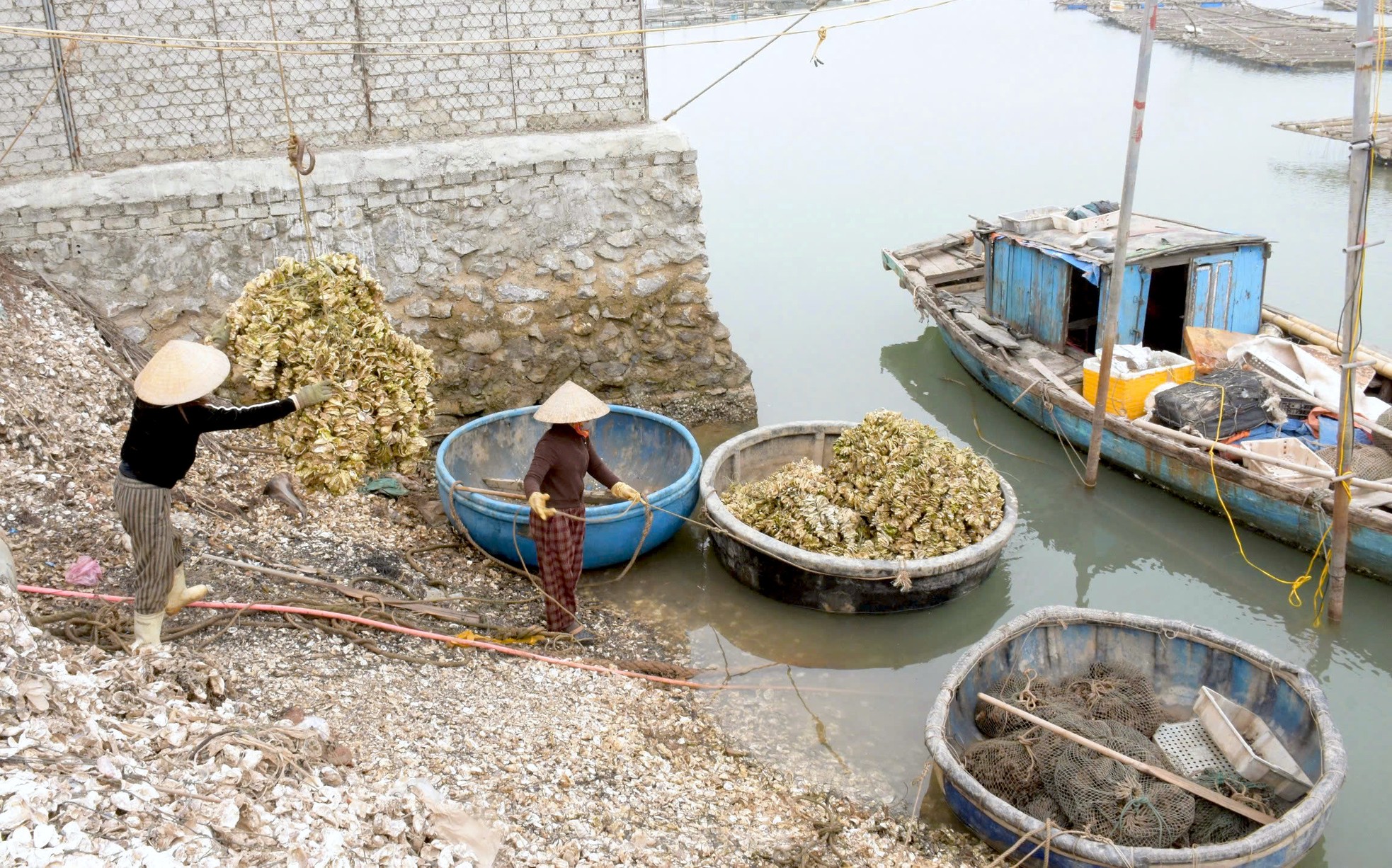 'Bỏ túi' tiền triệu đầu năm nhờ kiếm thức ăn cho tôm hùm ảnh 8