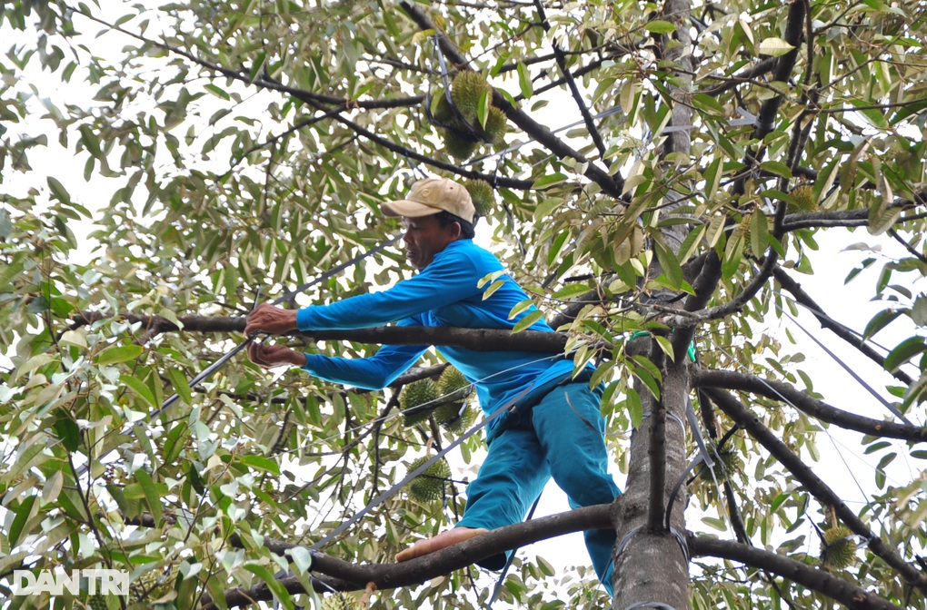 Lâm Đồng khuyến cáo không dùng chất vàng O cho cây tỷ đô - 1