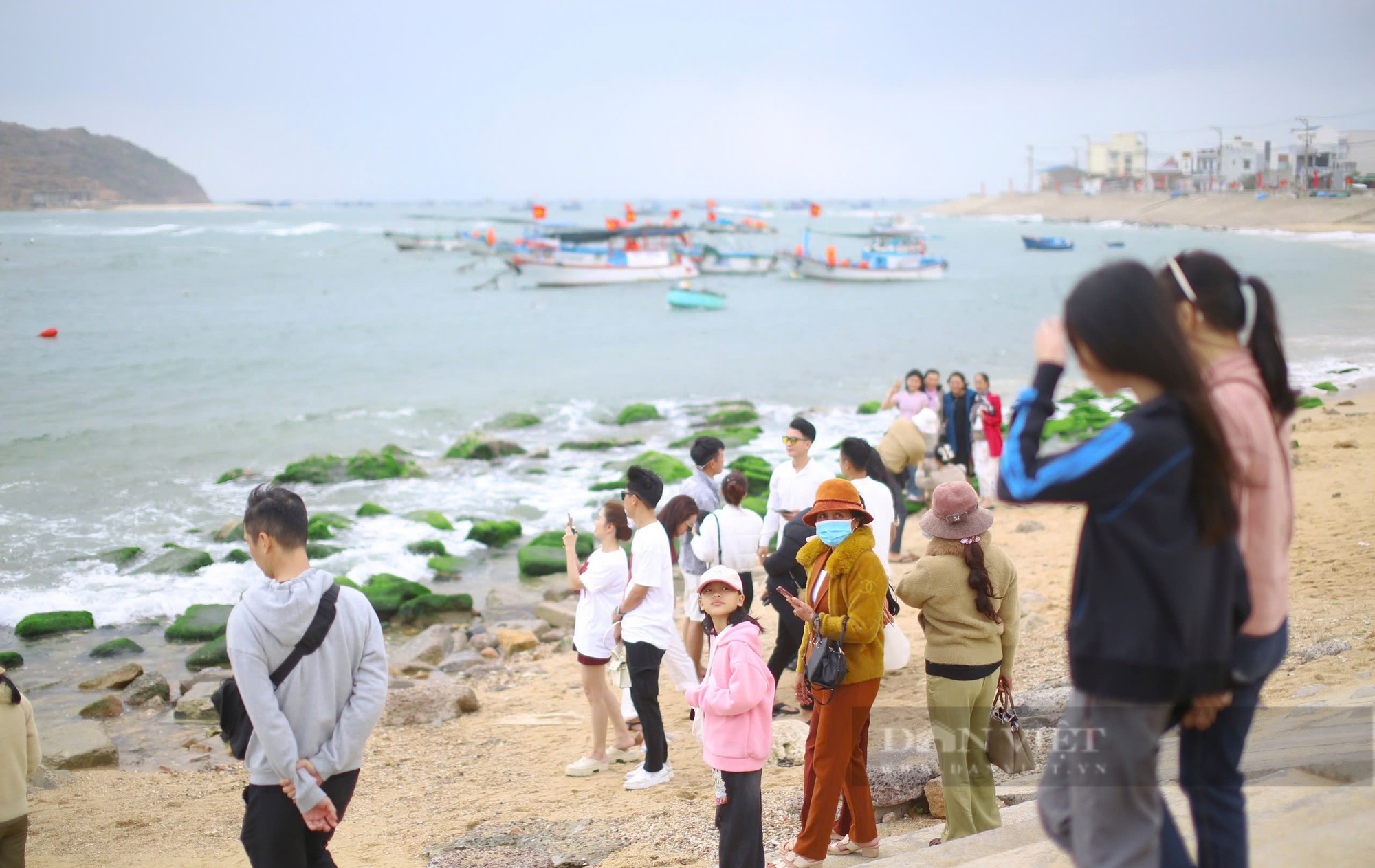 Loại thực vật này chẳng ai trồng, không ai chăm, cứ mùa xuân là 