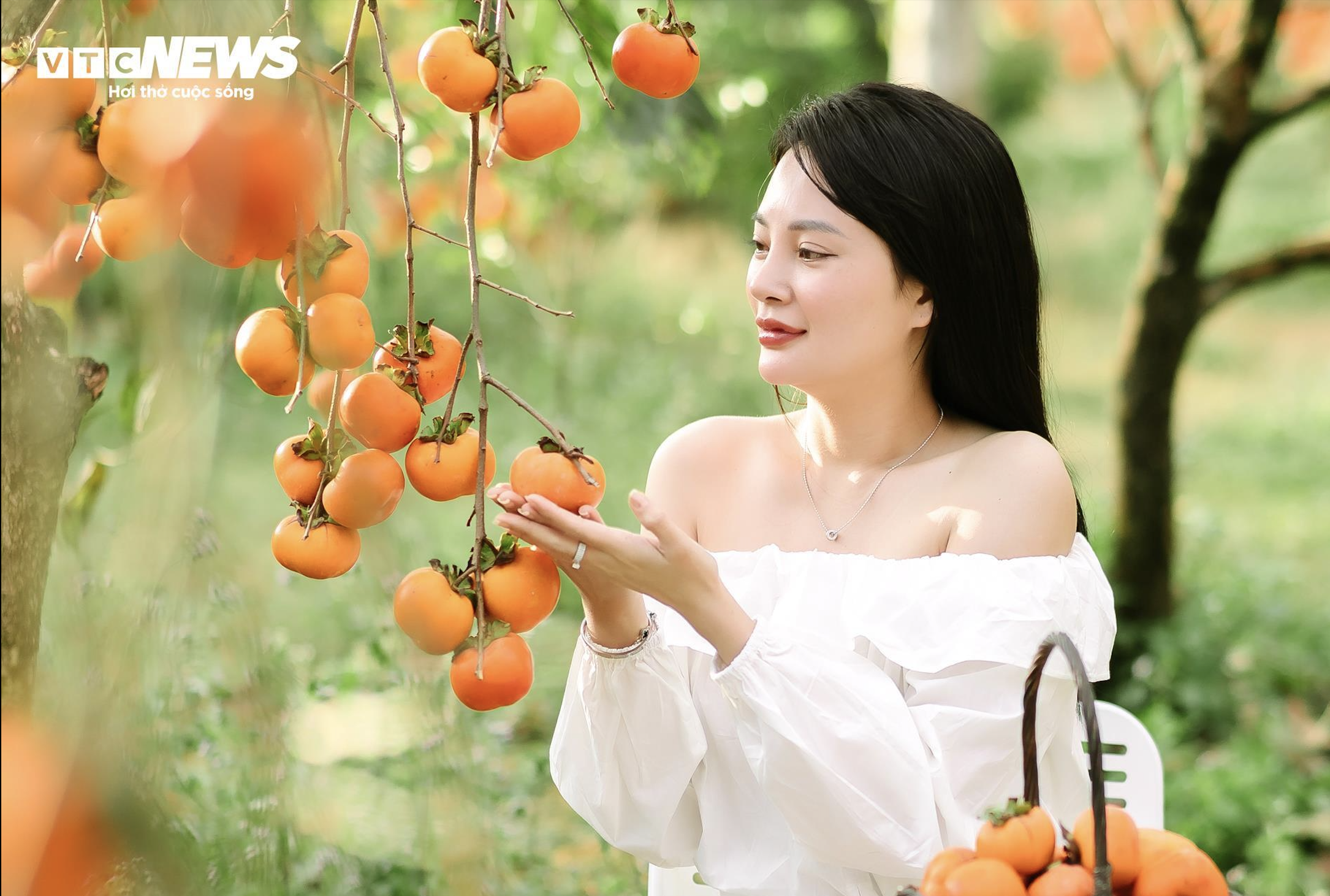 Temporada de rosas maduras en la meseta de Moc Chau, los turistas acuden en masa para buscar hermosas fotografías