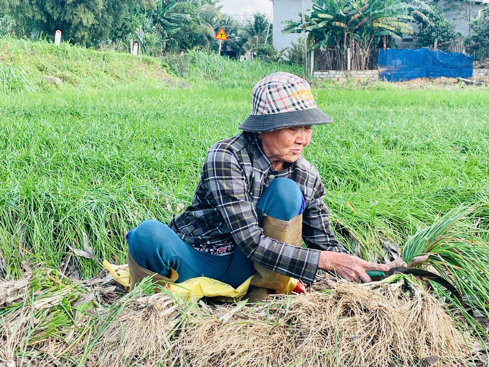 Trồng thứ cây trông như hành ở Bình Định, sát Tết “túm” lá nhổ bật lên toàn củ trắng, giá bán tăng bất ngờ - Ảnh 1.