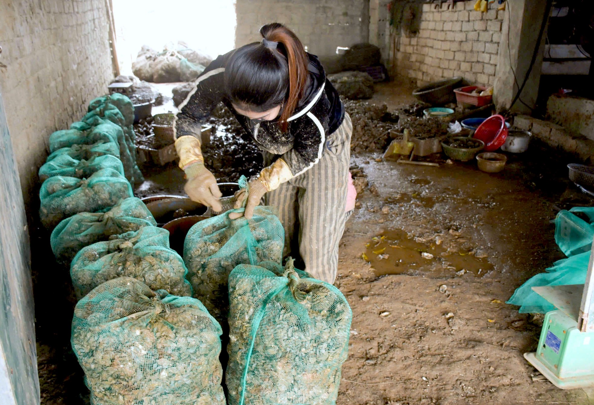 'Se embolsan' millones a principios de año gracias al hallazgo de alimento para las langostas foto 10