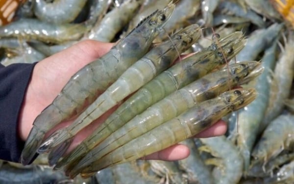 Les 5 plus grands marchés d'exportation de crevettes du Vietnam