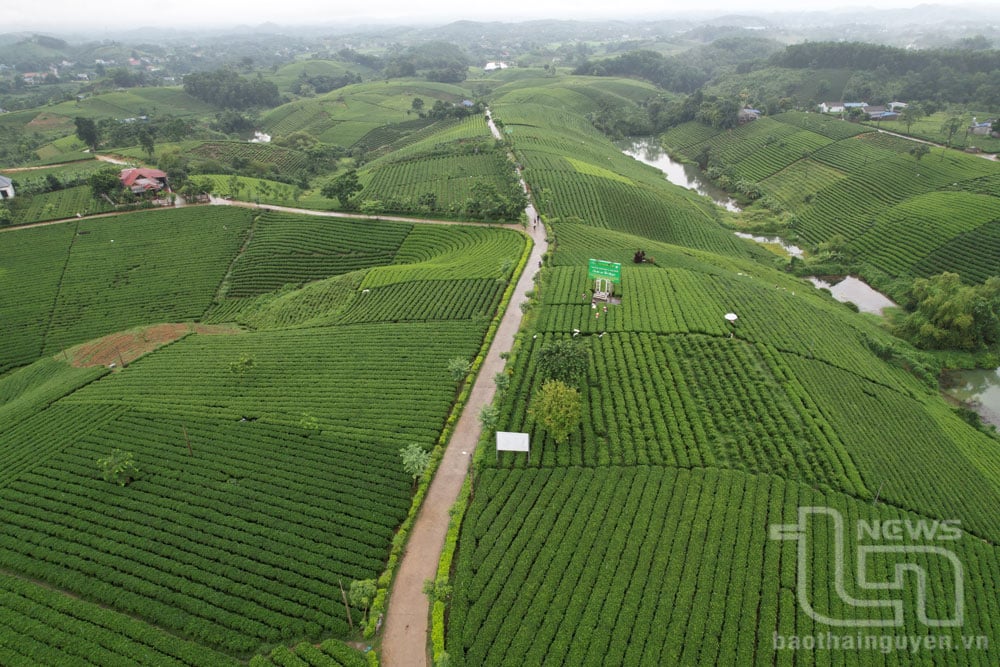 Đồi chè ở xã Hoàng Nông (Đại Từ).