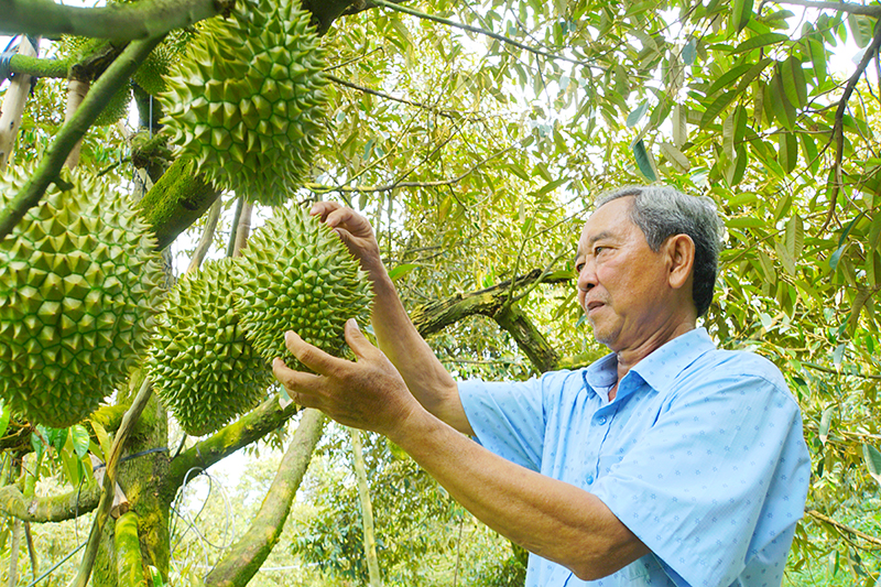 Green transformation and digitalization, the bright spot of Dong Thap cooperative