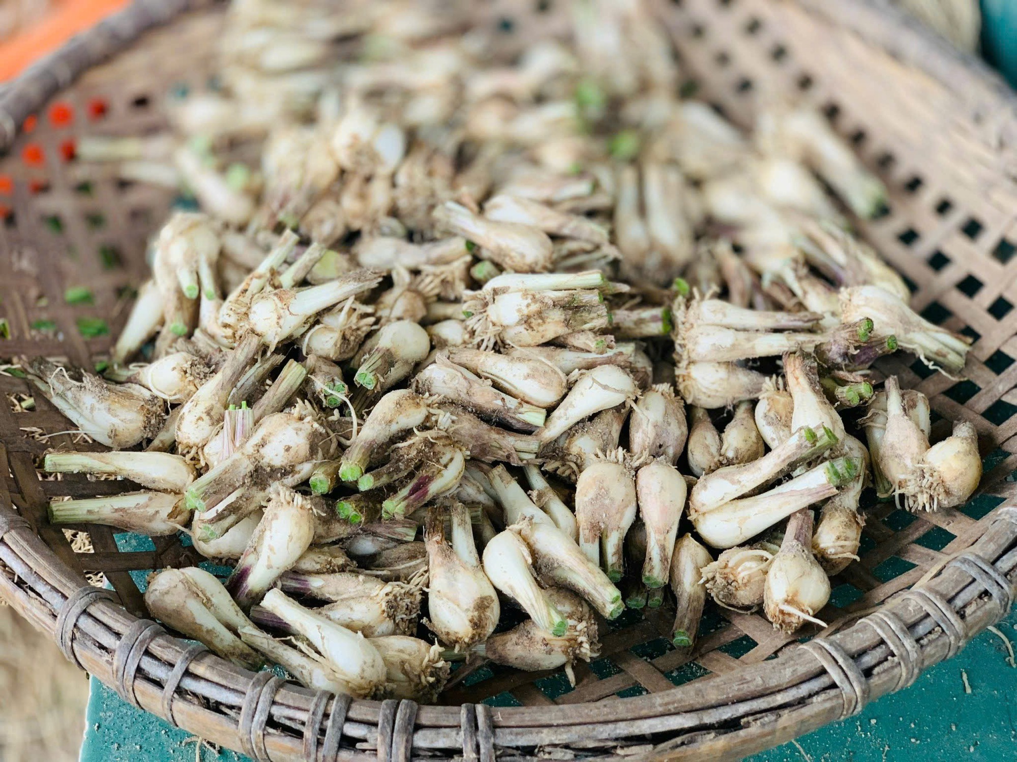Trồng thứ cây trông như hành ở Bình Định, sát Tết “túm” lá nhổ bật lên toàn củ trắng, giá bán tăng bất ngờ - Ảnh 4.