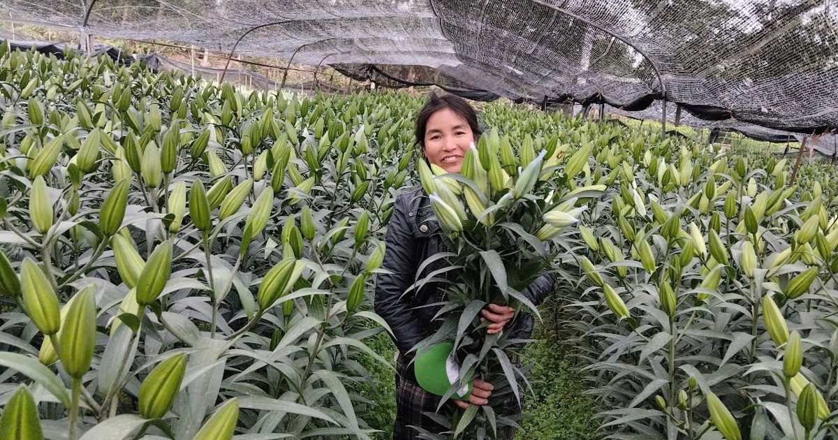 Hanoi replicates green agriculture model