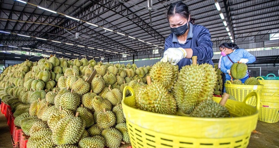 Selling durian to China: Vietnam makes a breakthrough, Thailand launches special campaign