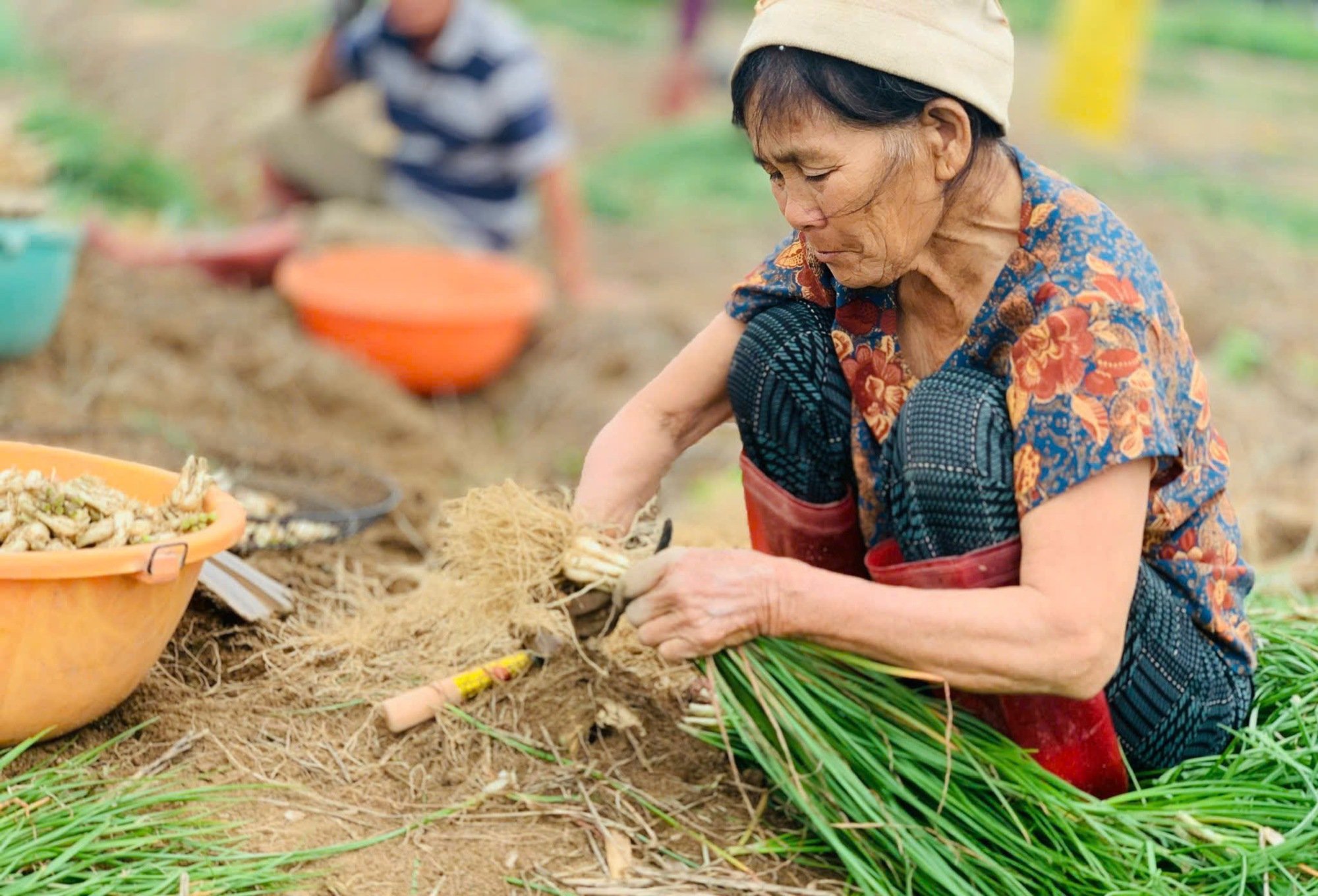 Trồng thứ cây trông như hành ở Bình Định, sát Tết “túm” lá nhổ bật lên toàn củ trắng, giá bán tăng bất ngờ - Ảnh 3.