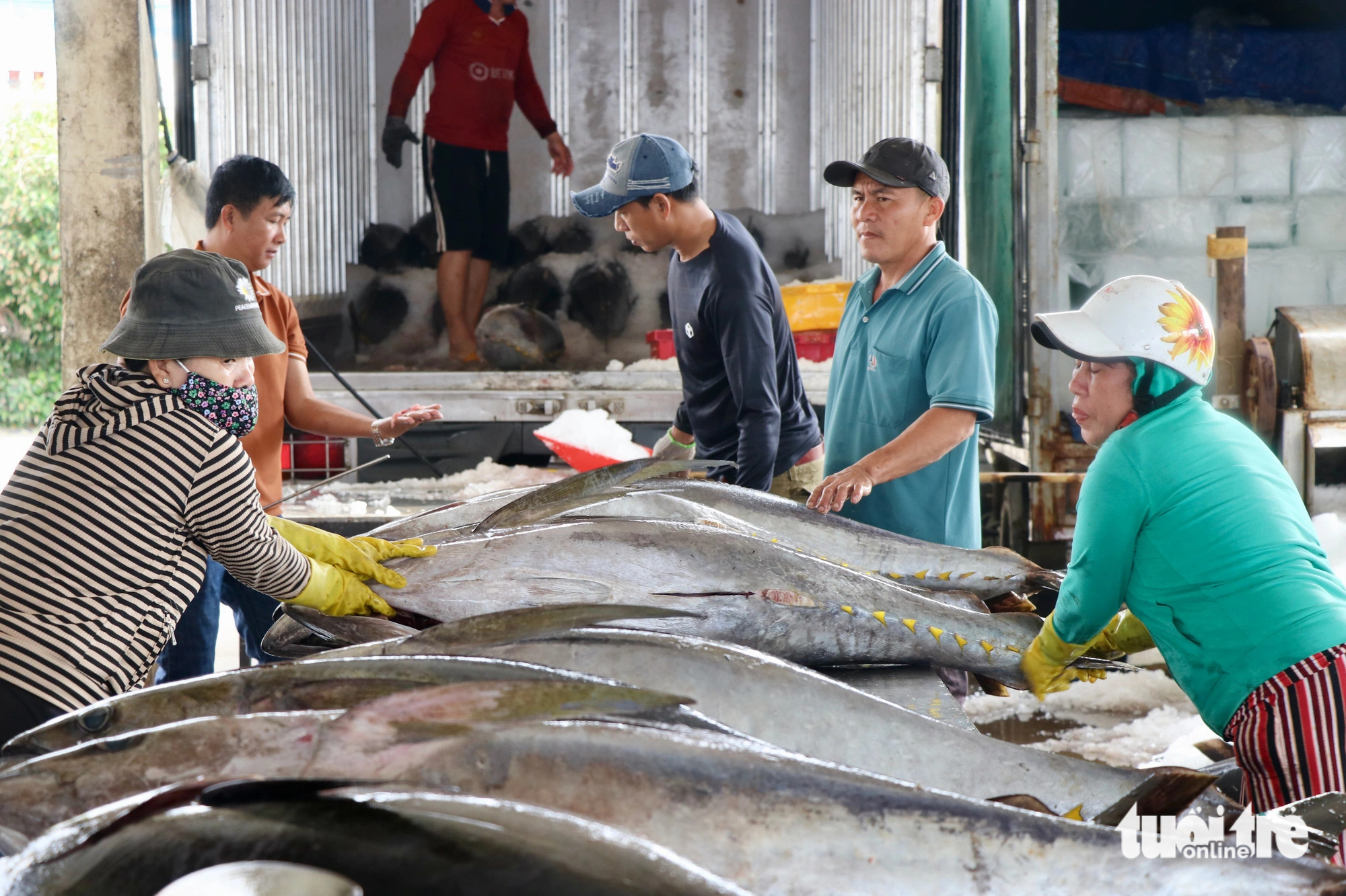 Ngư dân Phú Yên trúng mùa cá ngừ sau chuyến biển xuyên Tết - Ảnh 6.