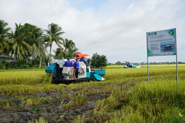 Para 2025, aspirar a ampliar al menos 50.000 hectáreas la superficie cultivada especializada en arroz de alta calidad.