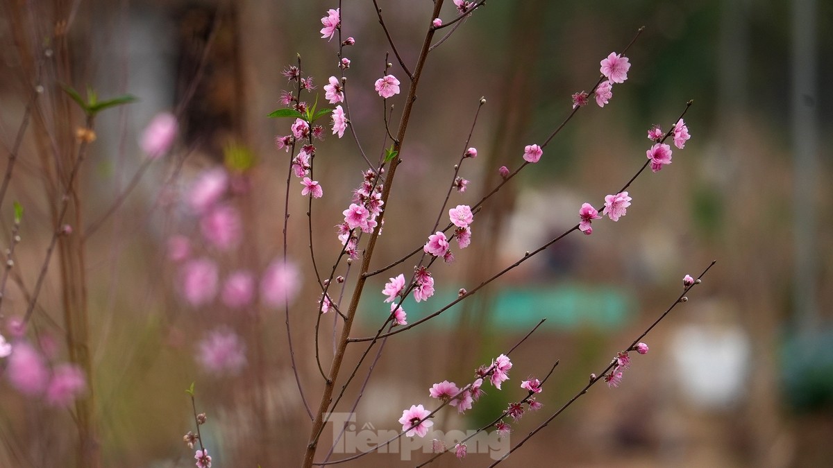 Nhat Tan farmers busy 'reviving' peach gardens after Tet