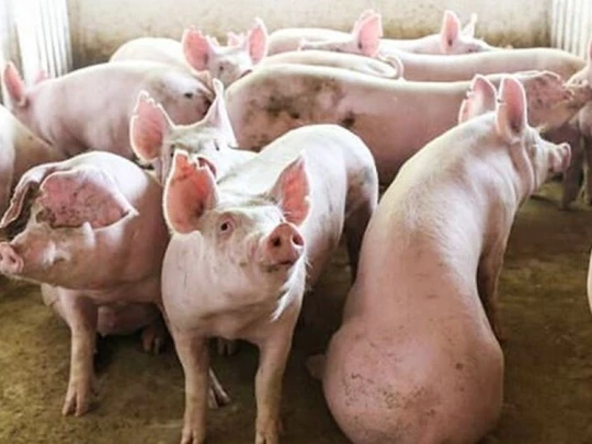 Schweinepreis am 5. Februar 2025: Der Süden steigt weiterhin stark an und erreicht 72.000 VND/kg