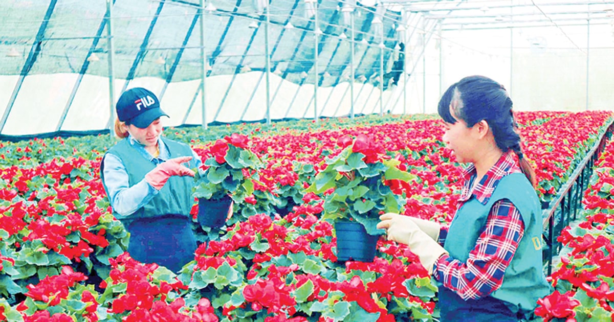 Creación de una cadena de alto valor para la industria de las flores de Da Lat