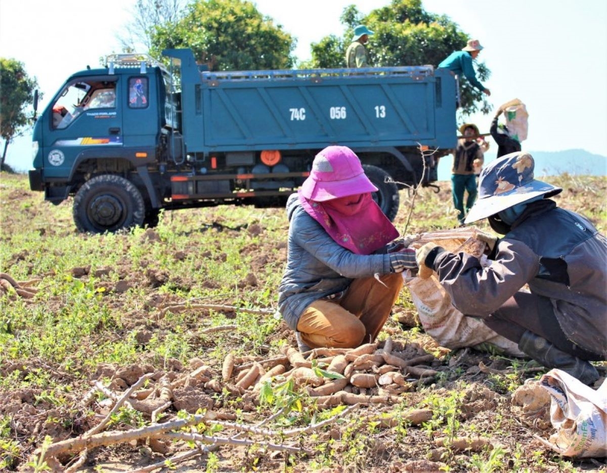 Nhiều tuyến đường vào khu sản xuất được hoàn công và đưa vào sử dụng đã giúp đồng bào Bru-Vân Kiều thuận tiện vận chuyển nông sản