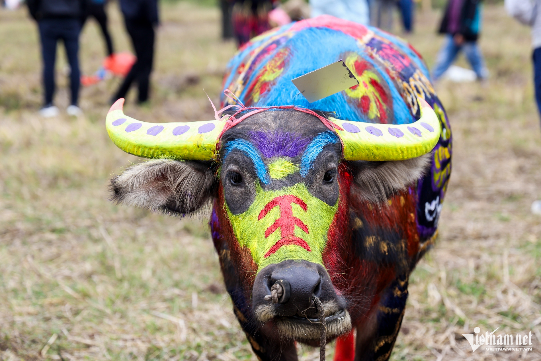 See the big, strong, beautifully decorated buffaloes in Ha Nam