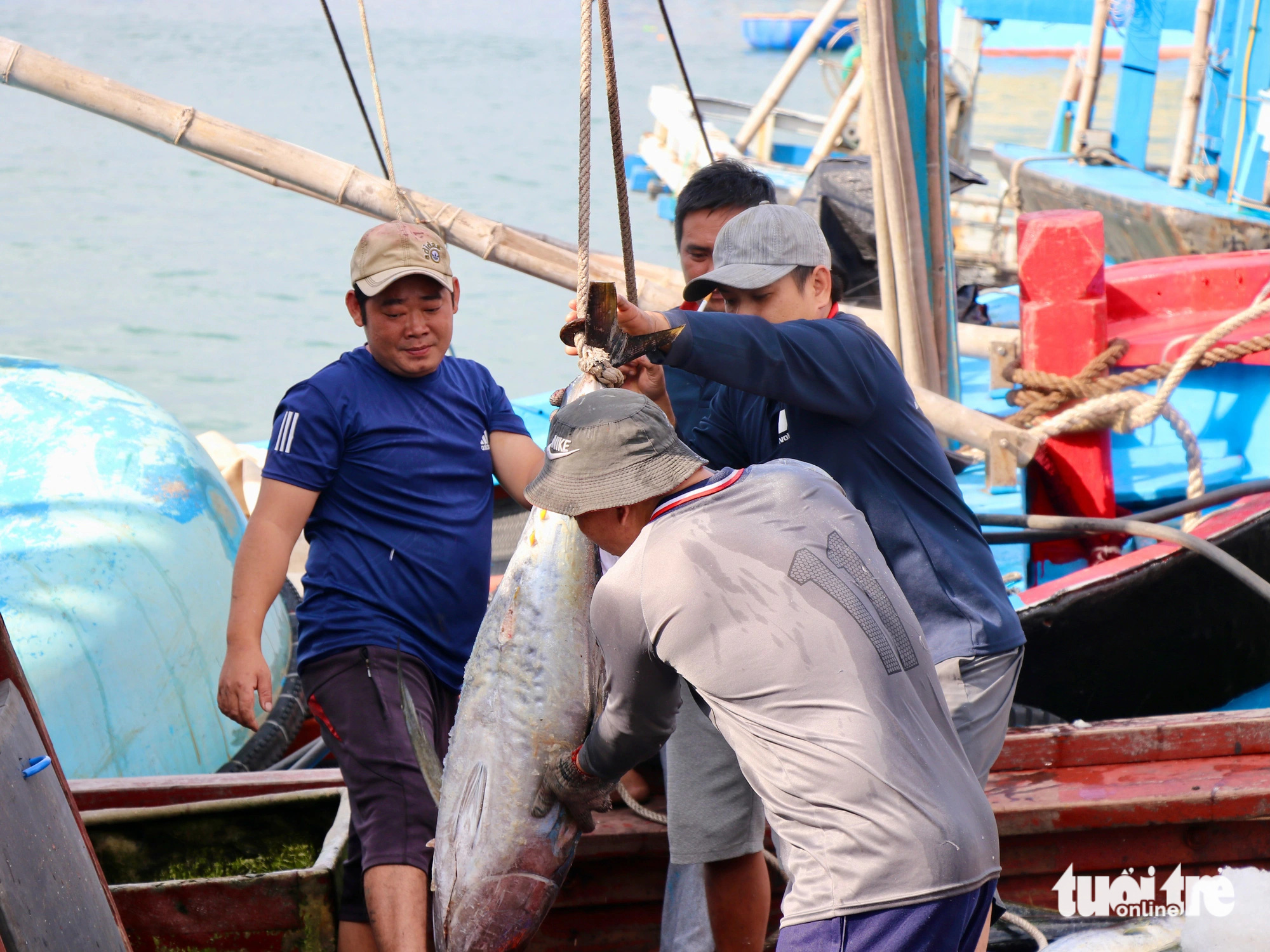 Ngư dân Phú Yên trúng mùa cá ngừ sau Tết - Ảnh 1.