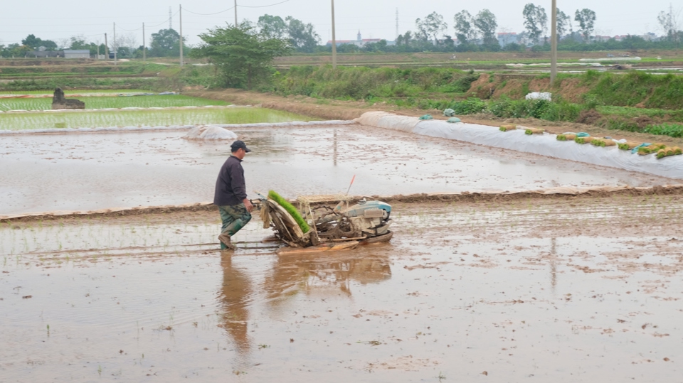 Les agriculteurs de Hanoi collectent activement de l'eau, inondent et sèment du riz de printemps.