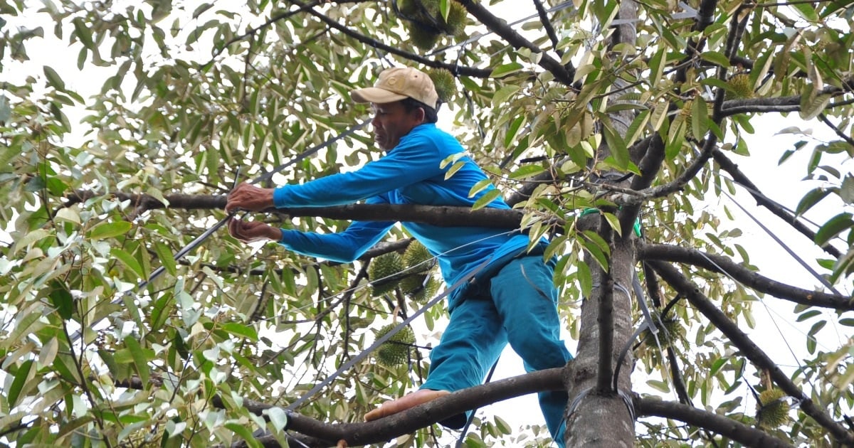 Một xã có hơn 300 tỷ phú nhờ trồng "cây tỷ đô"