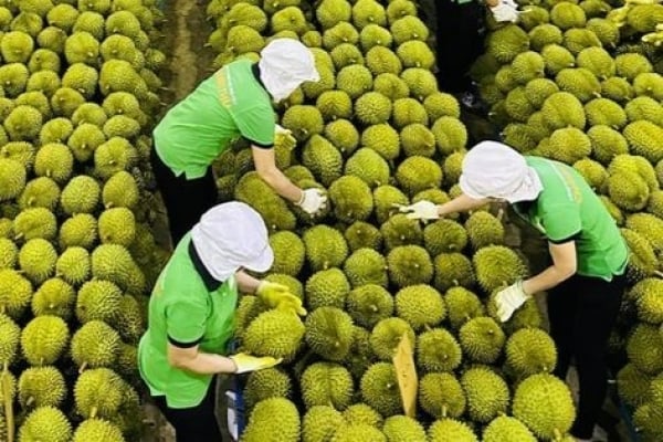 Vietnamesische Durian erreicht in China Marktanteil