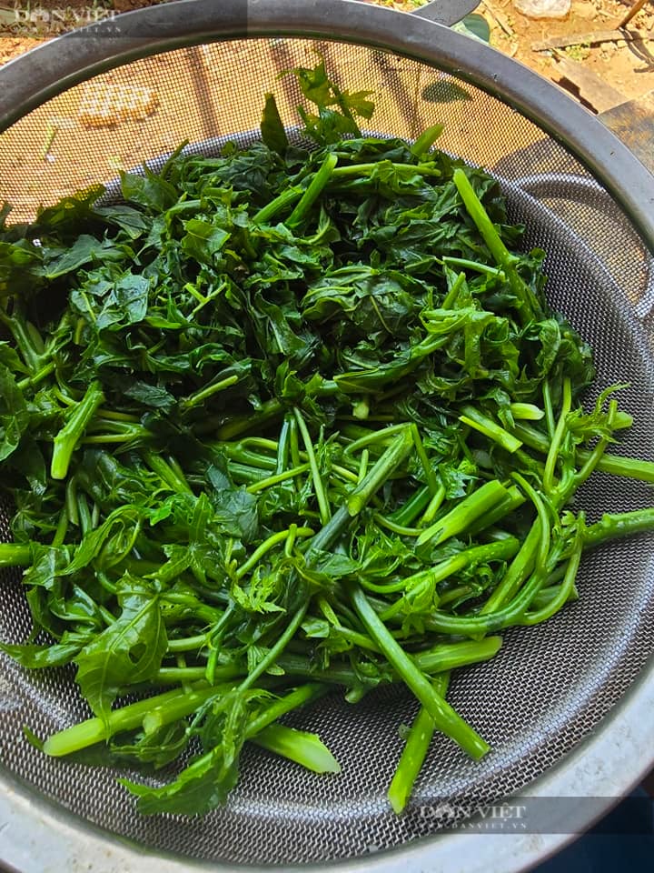 Loại rau lạ cắm tạm xuống đất cũng sống, cả năm không bị sâu bọ, xào tỏi, ăn sống đều giòn ngọt - Ảnh 2.