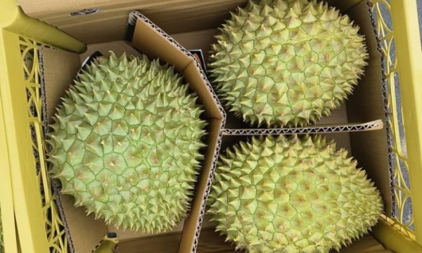 Près de 1 000 tonnes de durian exportées vers la Chine au cours des deux premiers jours de l'année